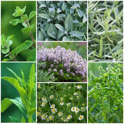 herbs